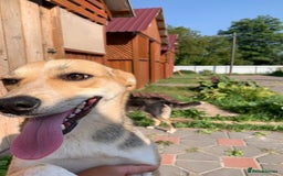 Mixed Breed dogs for adoption: 💖🐶 ROSITA 🐶💖 - Image 11