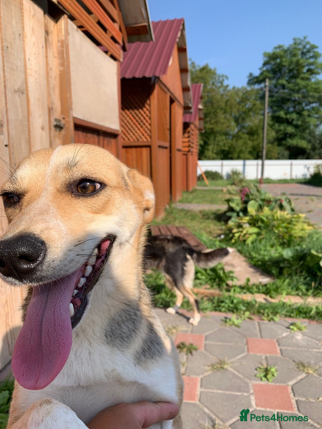 Mixed Breed dogs for adoption: 💖🐶 ROSITA 🐶💖 - Image 11