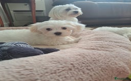 Maltese dogs for sale: Adorable Maltese Puppies For Sale❤️ - Image 7