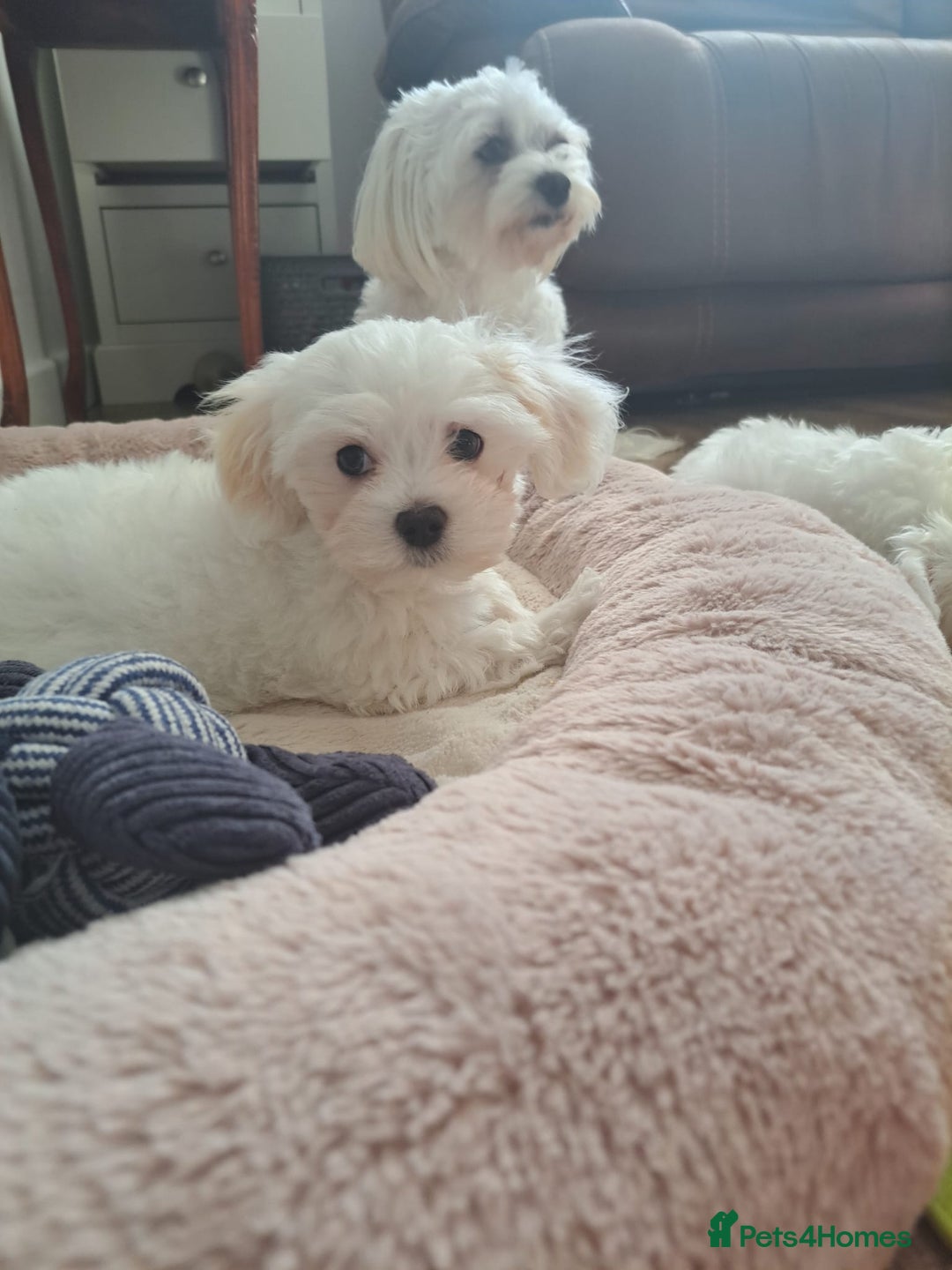 Maltese dogs for sale: Adorable Maltese Puppies For Sale❤️ - Image 7