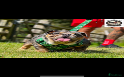 English Bulldog dogs for sale: British bulldog  - Image 31
