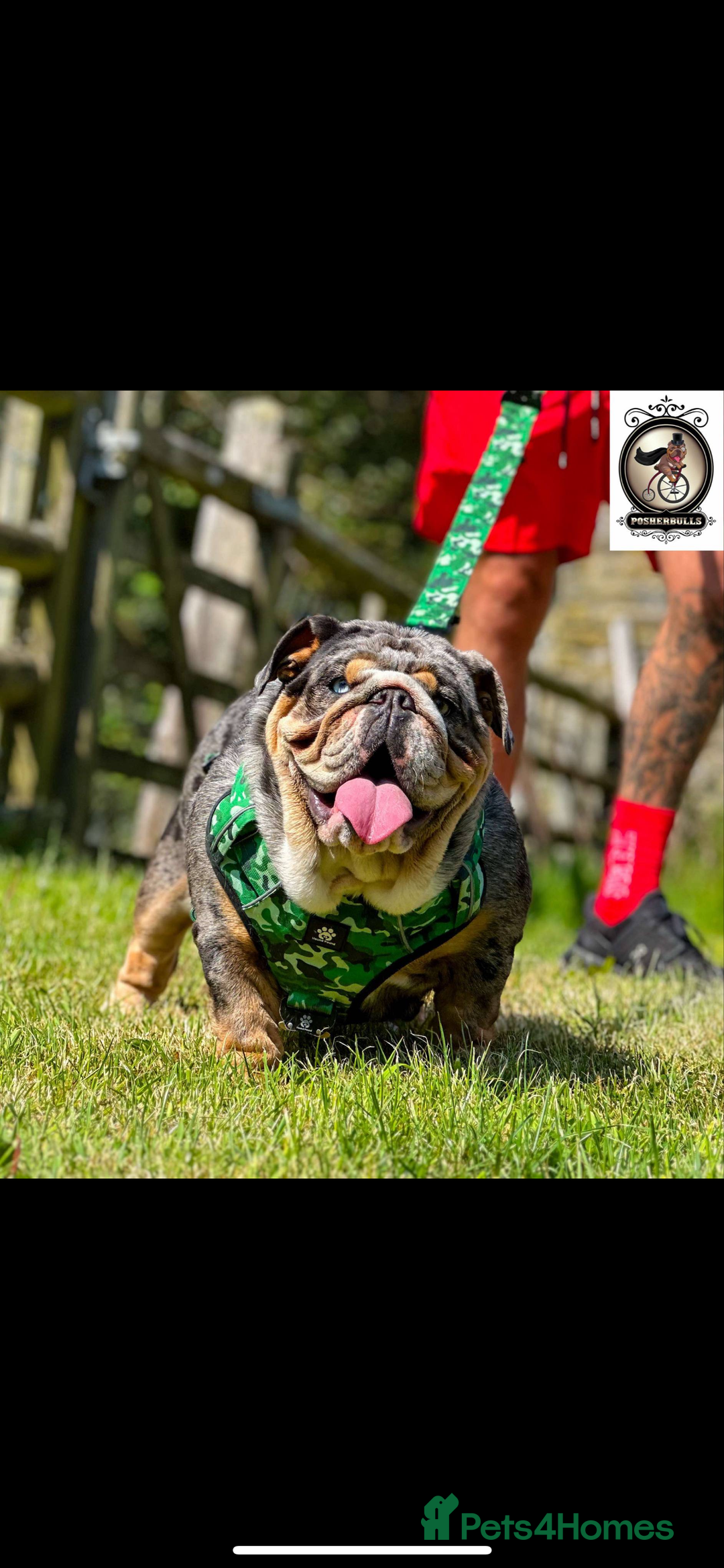 English Bulldog dogs for sale: British bulldog  - Image 31