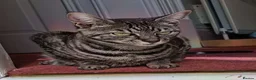 Savannah cats for sale: TICA Reg F4 Silver & Black Marbled Savannah  - Advert 3