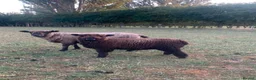 Sheep livestock for sale: Coloured Ryeland ewe lambs - Advert 3