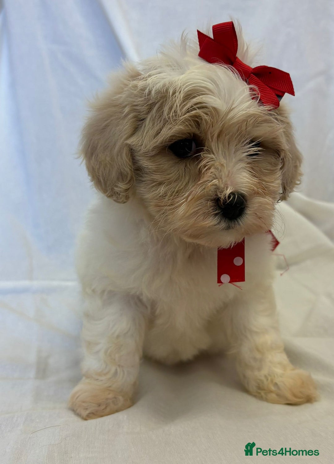 Cavapoo dogs for sale: Beautiful Cavapoo’s - Image 3