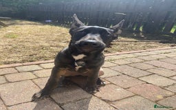 Mixed Breed dogs for sale: Staffy x Akita x ridgeback Girl  - Image 1