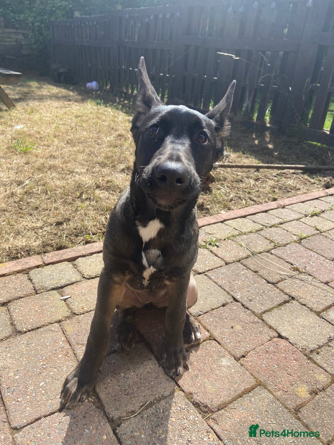 Mixed Breed dogs for sale: Staffy x Akita x ridgeback Girl  - Image 1