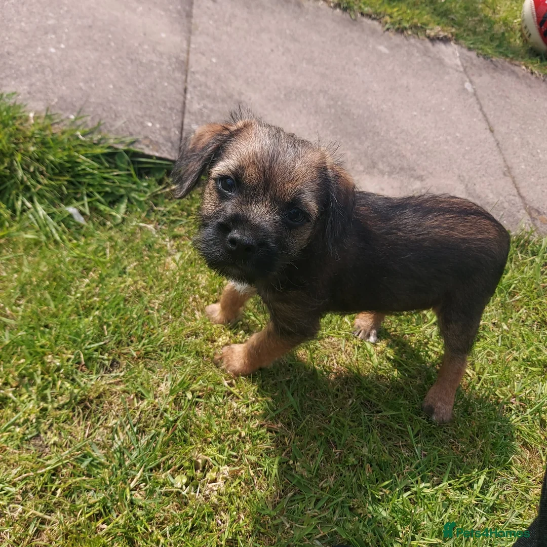 Border Terrier dogs for sale: Gorgeous Border Terrier puppies - Advert 15