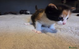 Mixed Breed cats for sale: Stunning kittens available Leicestershire  - Image 7