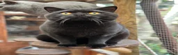 British Shorthair cats for sale: 2 Gorgeous British Boys Available - Advert 3