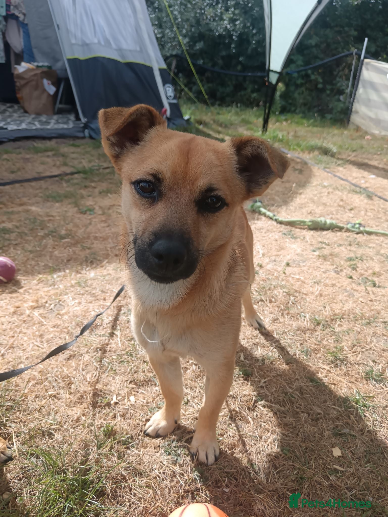 Mixed Breed dogs Jackaranian Boy 10 months old - Advert 2