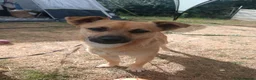 Mixed Breed dogs for sale: Jackaranian Boy 10 months old in Bracknell - Advert 1