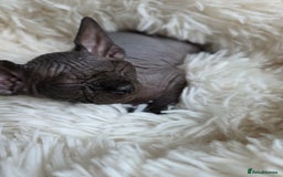 Sphynx cats for sale: Adorable Sphynx kittens💝🐈‍⬛🐈 - Image 20
