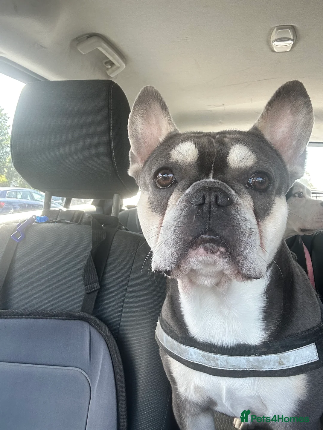 Mixed Breed dogs for sale: 7 American bulldog x French bulldog puppies  - Advert 25