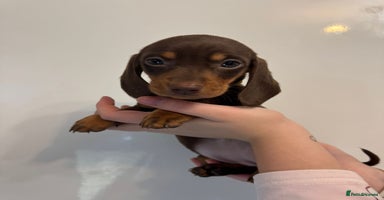 Miniature Dachshund dogs 🤩 2 Kc mini dachshund 🤩 - Advert 1