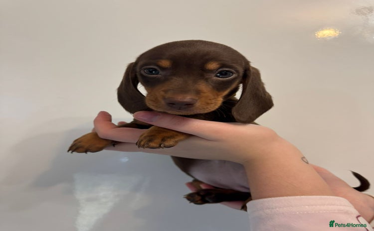 Miniature Dachshund dogs 🤩 3 Kc mini dachshund 🤩 - Advert 14