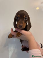 Miniature Dachshund dogs 🤩 2 Kc mini dachshund 🤩 - Advert 1