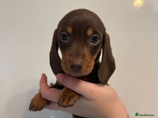 Miniature Dachshund dogs 🤩 3 Kc mini dachshund 🤩 - Advert 7