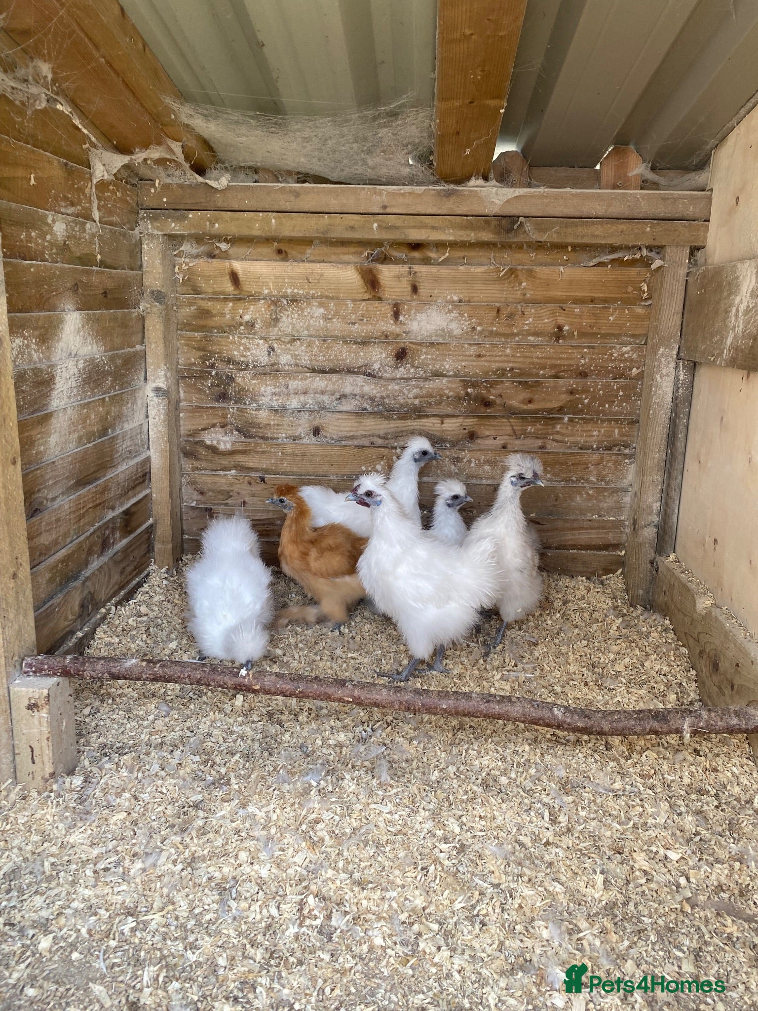 Chickens poultry silkies for Sale  - Advert 2