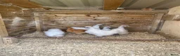 Chickens poultry for sale: silkies for Sale  - Advert 1
