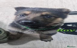 German Shepherd dogs for sale: KC registered German Shepherd puppies  - Image 7