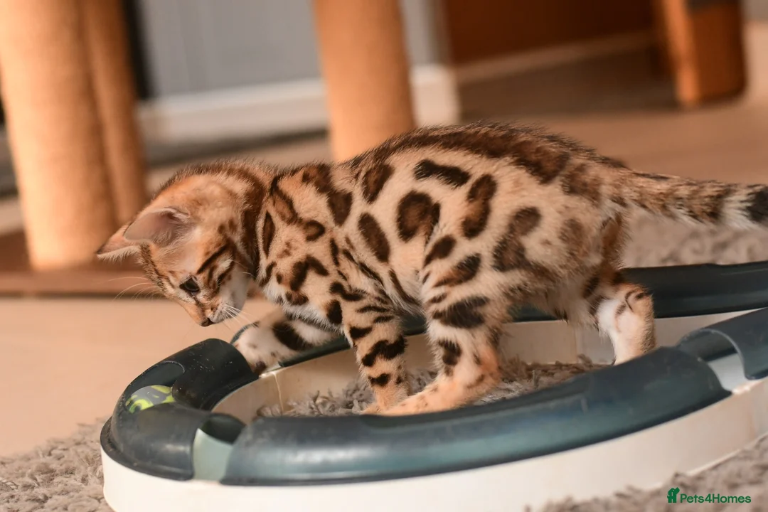 Bengal cats for sale: Registered pedigree bengal kittens - Advert 34