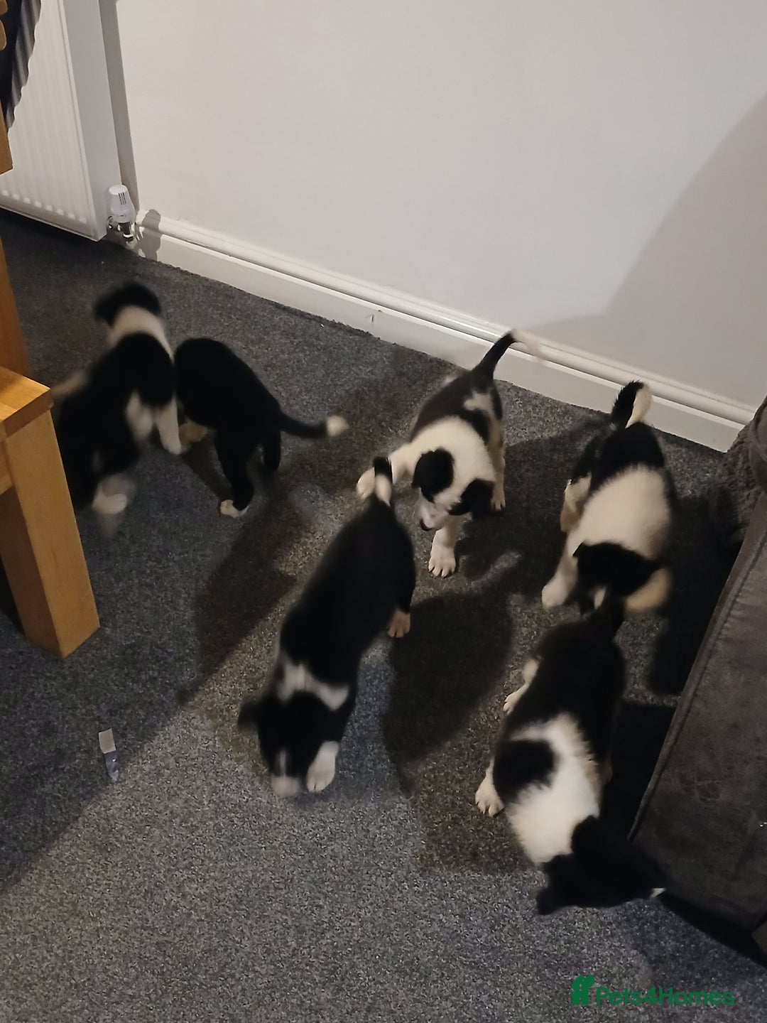 Border Collie dogs for sale: Border collie poppies  - Advert 4
