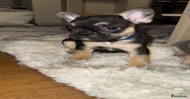 French Bulldog dogs - Advert 10