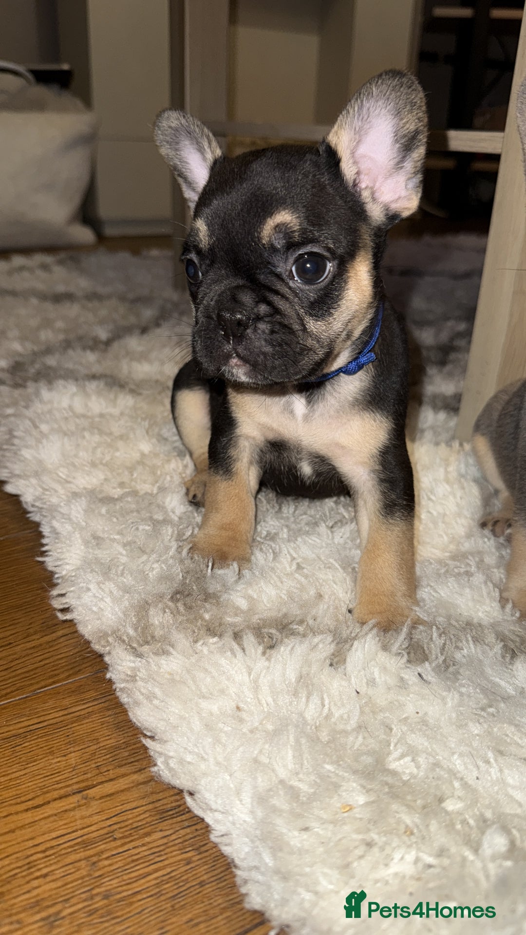 French Bulldog dogs for sale: READY NOW French bulldog puppies for sale - Image 2