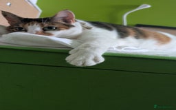Mixed Breed cats for sale: Mimi  - Image 9