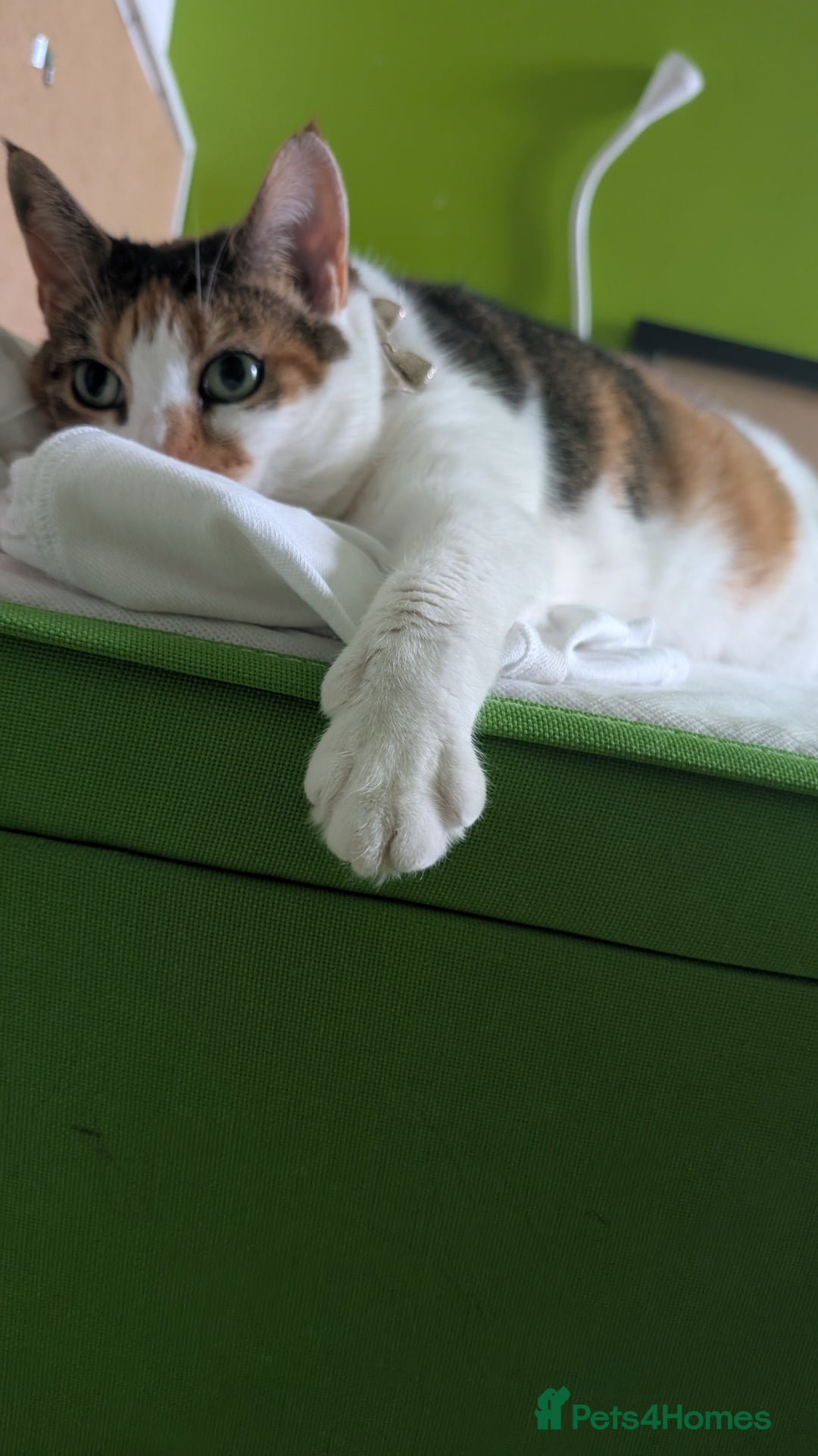 Mixed Breed cats for sale: Mimi  - Image 9