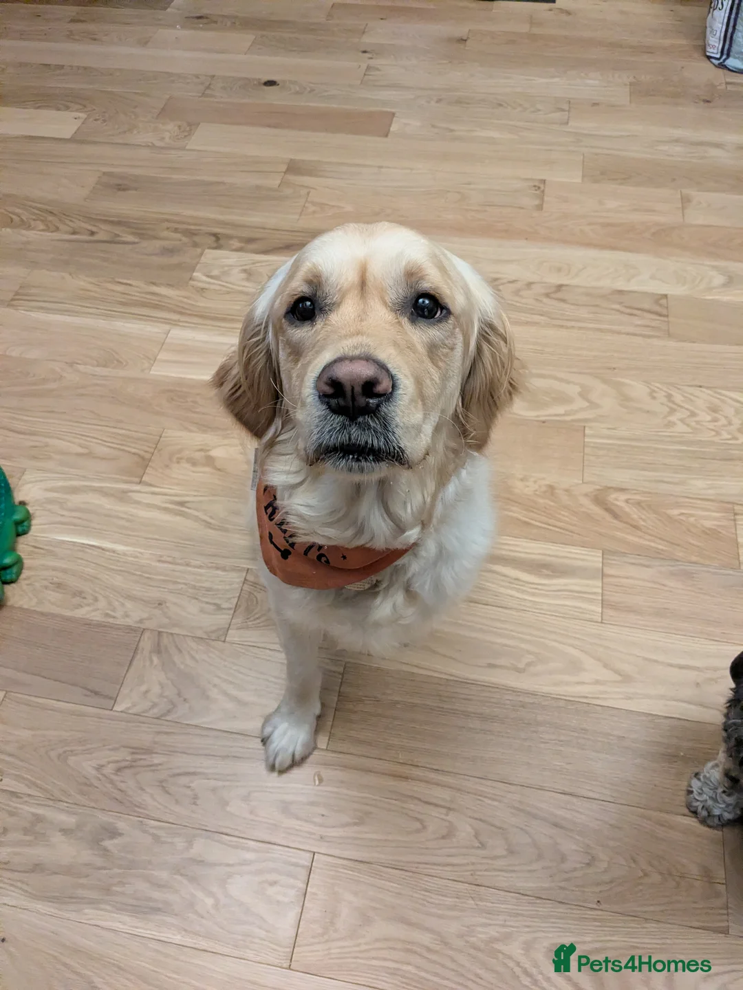 Golden Retriever dogs for sale: Golden retriever puppies due 20th march in Waterlooville - Advert 6