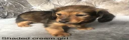 Miniature Dachshund dogs for sale: Miniature long haired dachshund puppies - Advert 13