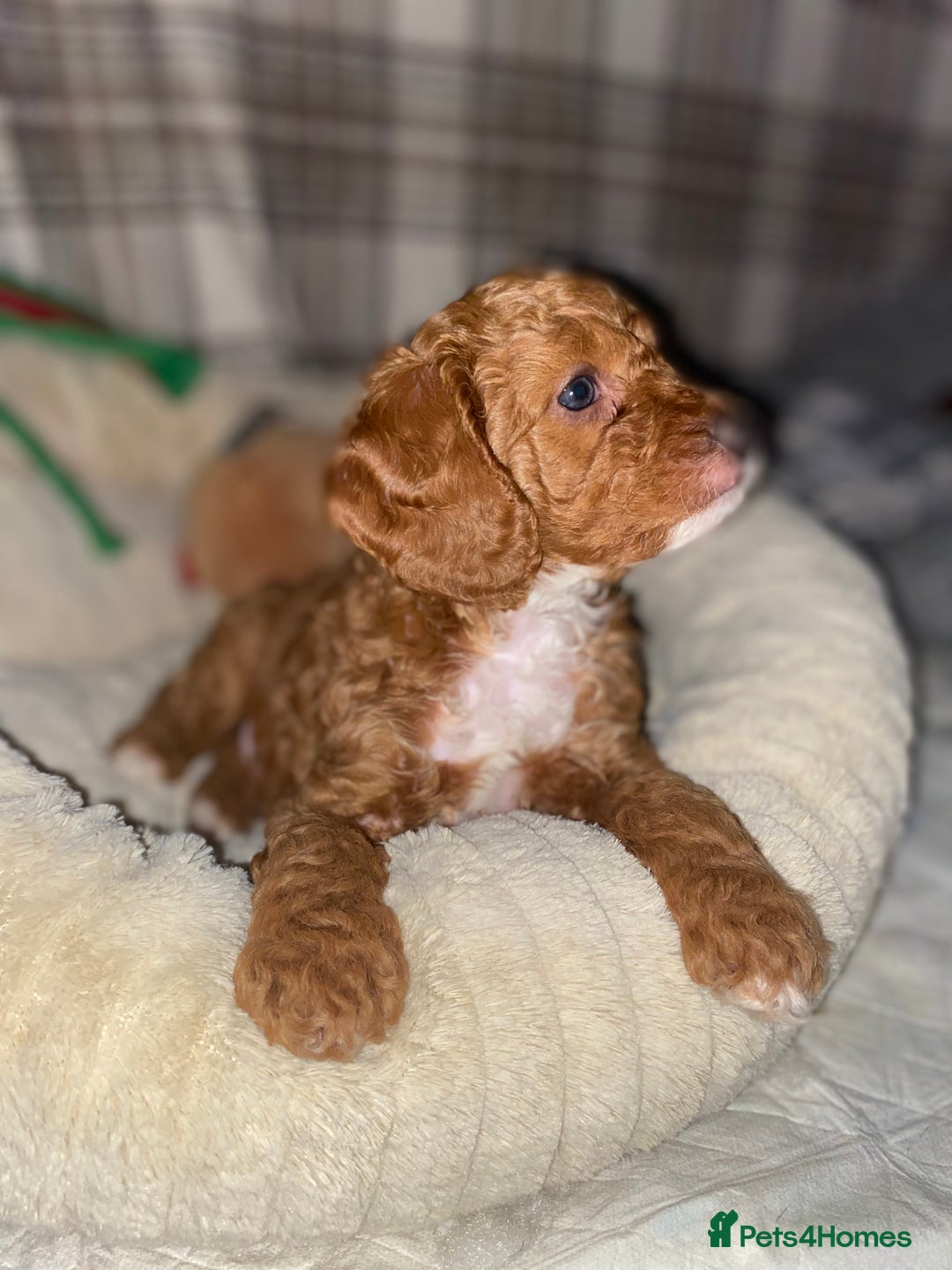 Cockapoo dogs for sale: ADD UPTO DATEREAD IN FULL  - Advert 15