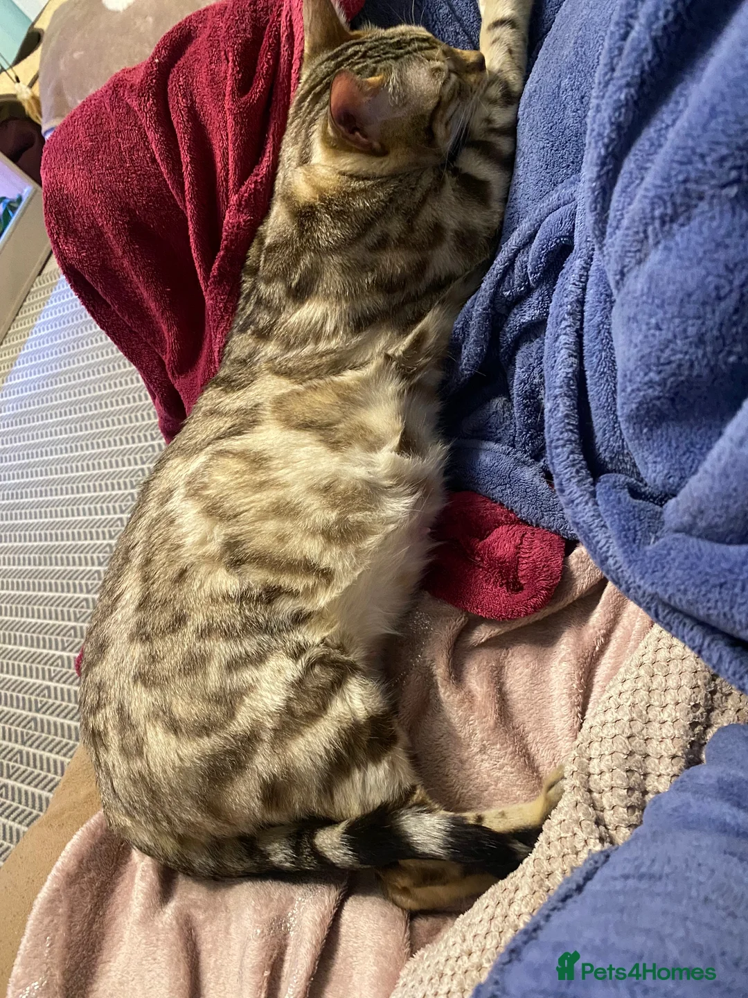 Bengal cats for stud: Stunning Male Bengal Stud 🌟TICA REGISTERED🌟 in Wolverhampton - Advert 17