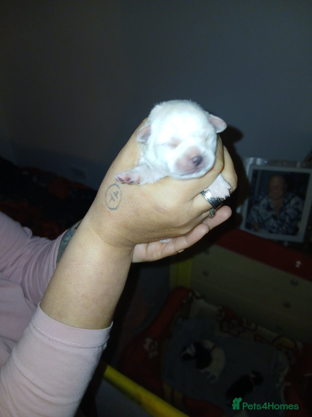 Chihuahua dogs for sale: Chihuahua puppys - Advert 11