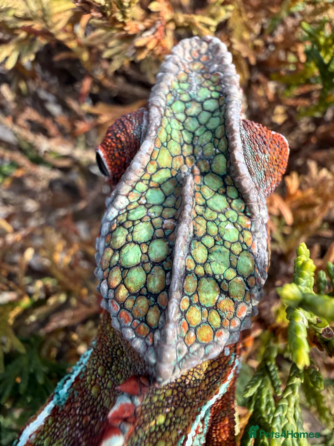 Chameleon reptiles for sale: Panther Chameleon  - Advert 1
