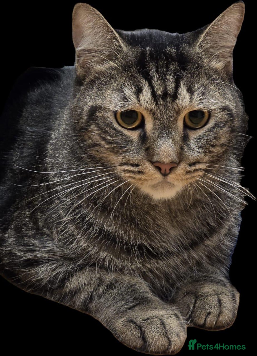 Mixed Breed cats for adoption: MISTER IS MY NAME I am SUPER HANDSOME & CUDDLY  - Image 1