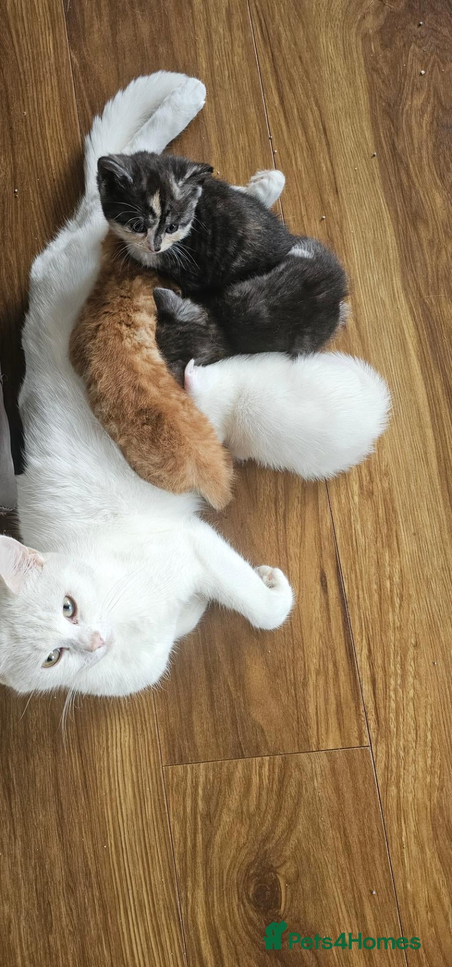 Mixed Breed cats 4 males and 4 female kittens   - Advert 4