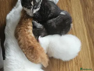 Mixed Breed cats 4 males and 4 female kittens - Advert 5