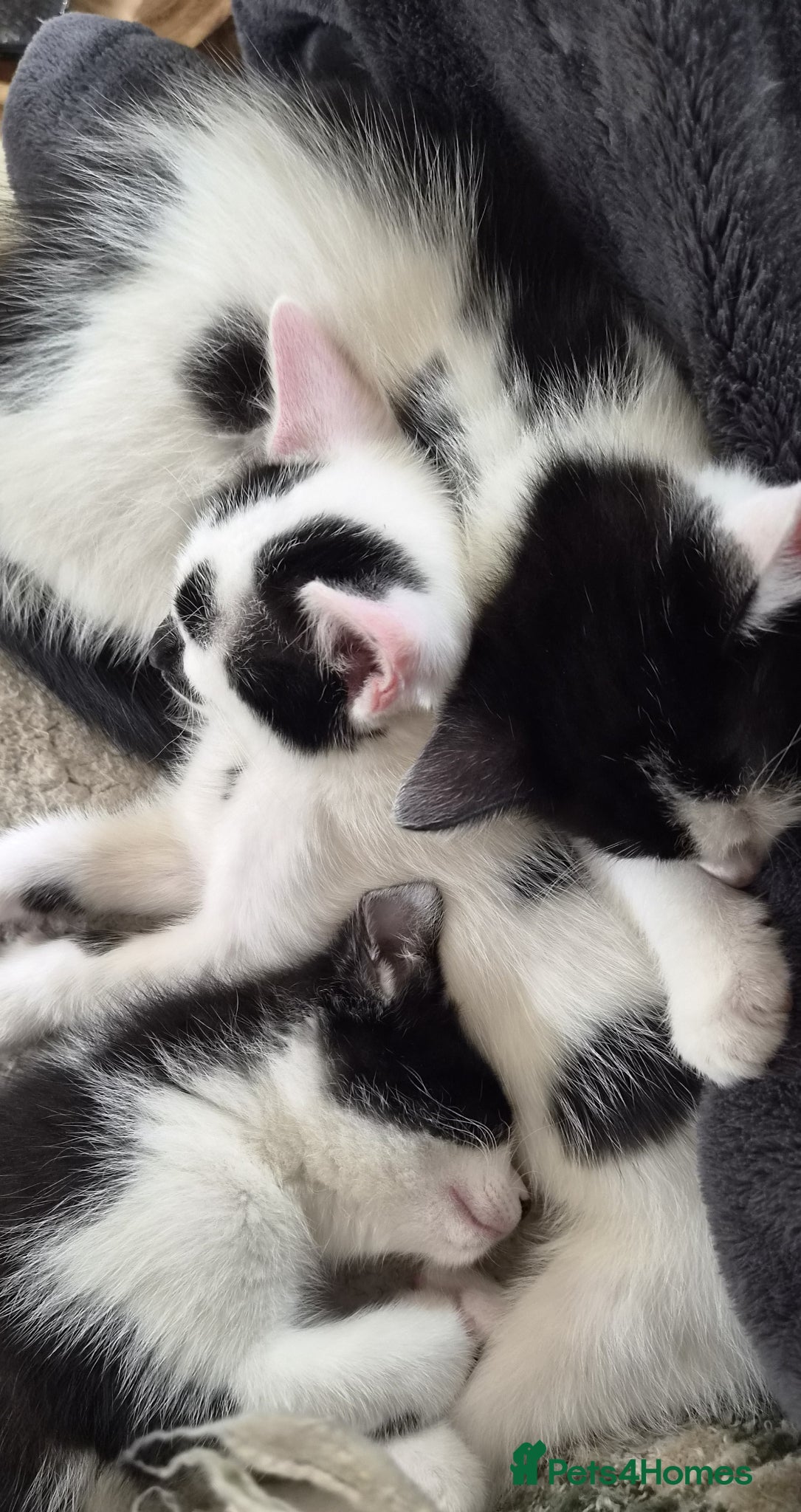 British Shorthair cats Four Beautiful Kittens for sale - Advert 3