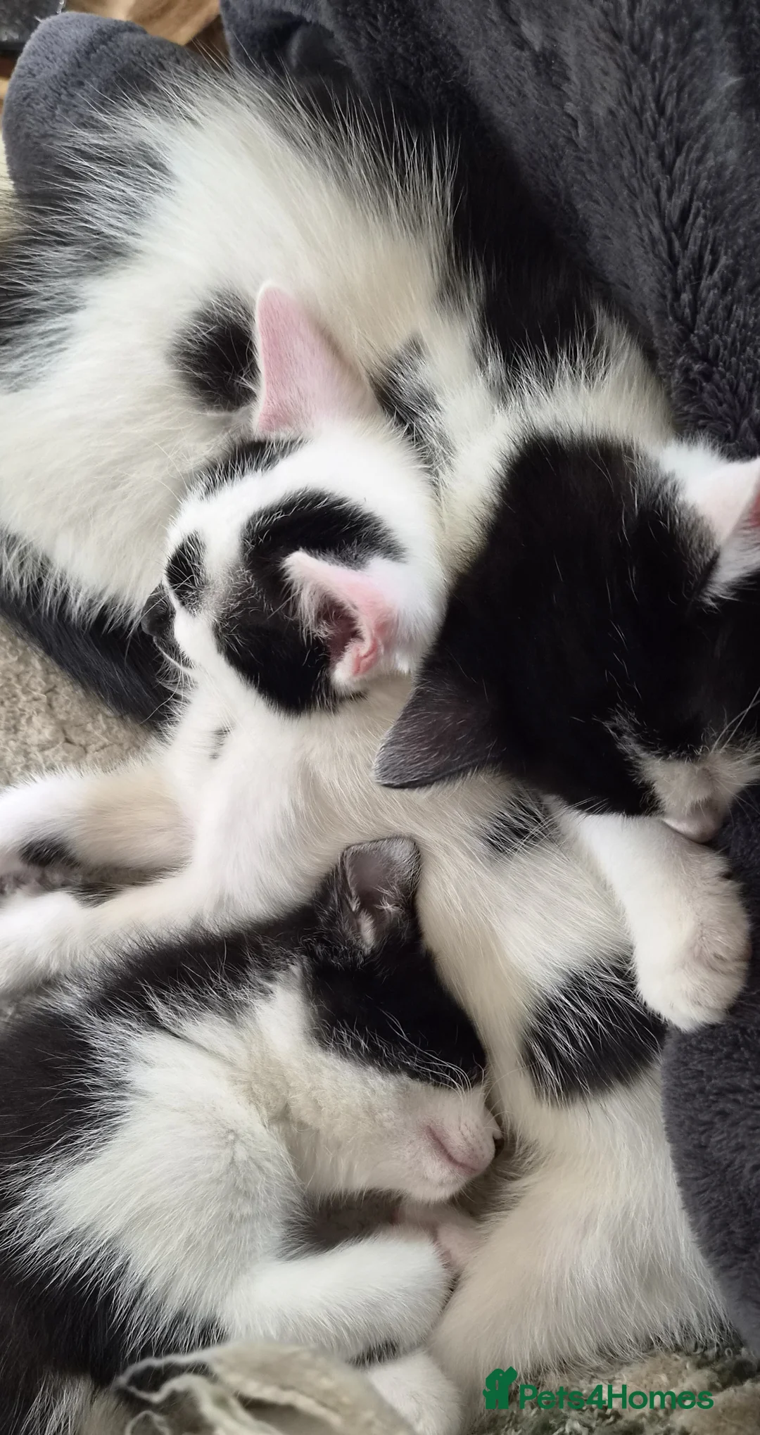 British Shorthair cats for sale: Four Beautiful Kittens for sale - Advert 1