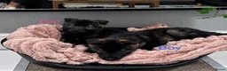 Akita dogs for sale: American Akita puppies - Advert 11