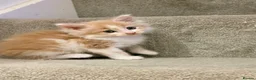 Maine Coon cats for sale: Mainecoon  - Advert 4