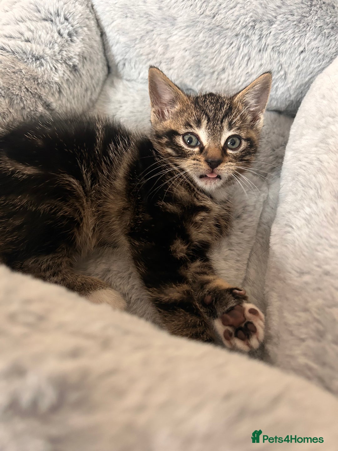 Mixed Breed cats for sale: 3 month old tabby  - Advert 8