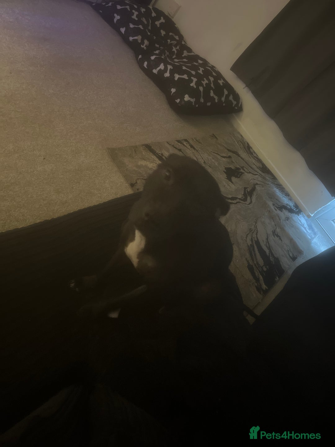 Mixed Breed dogs for sale: Re homing my lovely dog  - Image 1