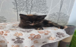 Mixed Breed cats for sale: Kittens - Image 13