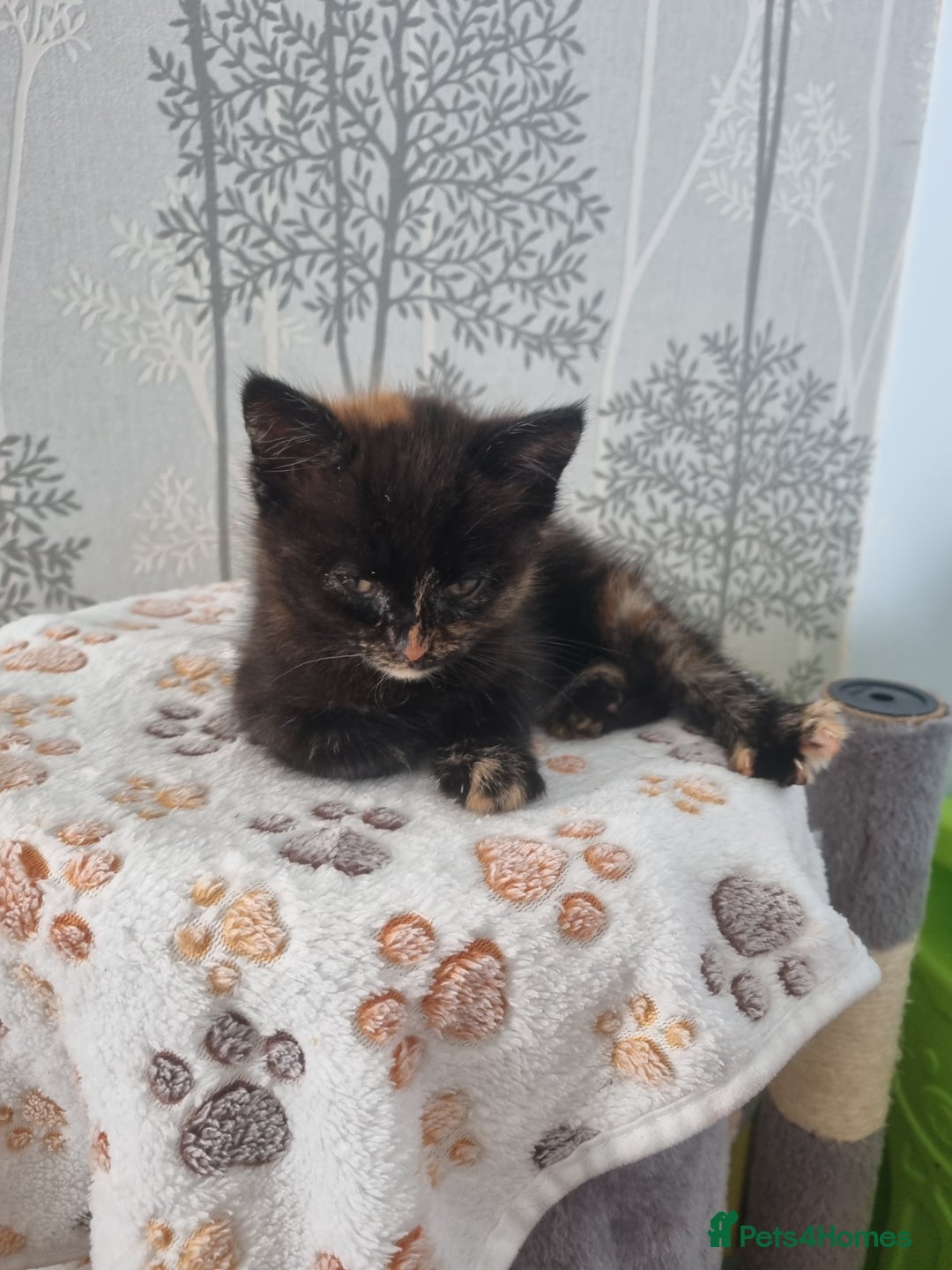 Mixed Breed cats for sale: Kittens - Image 13