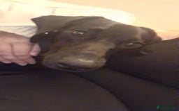 Mixed Breed dogs for sale: Teddy 8 Month Old Dachshund Cross Labrador - Image 3