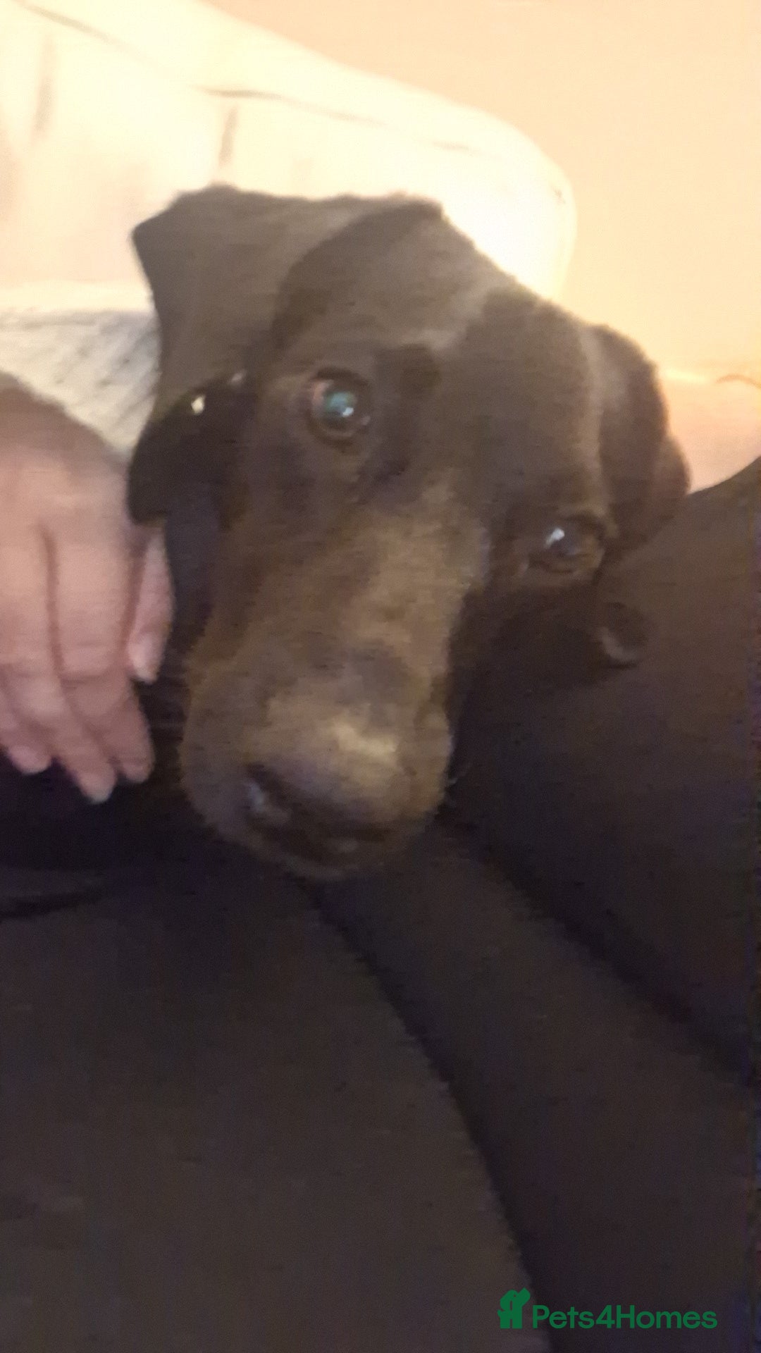 Mixed Breed dogs for sale: Teddy 8 Month Old Dachshund Cross Labrador - Image 3
